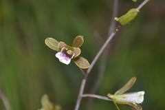 Eulophia graminea